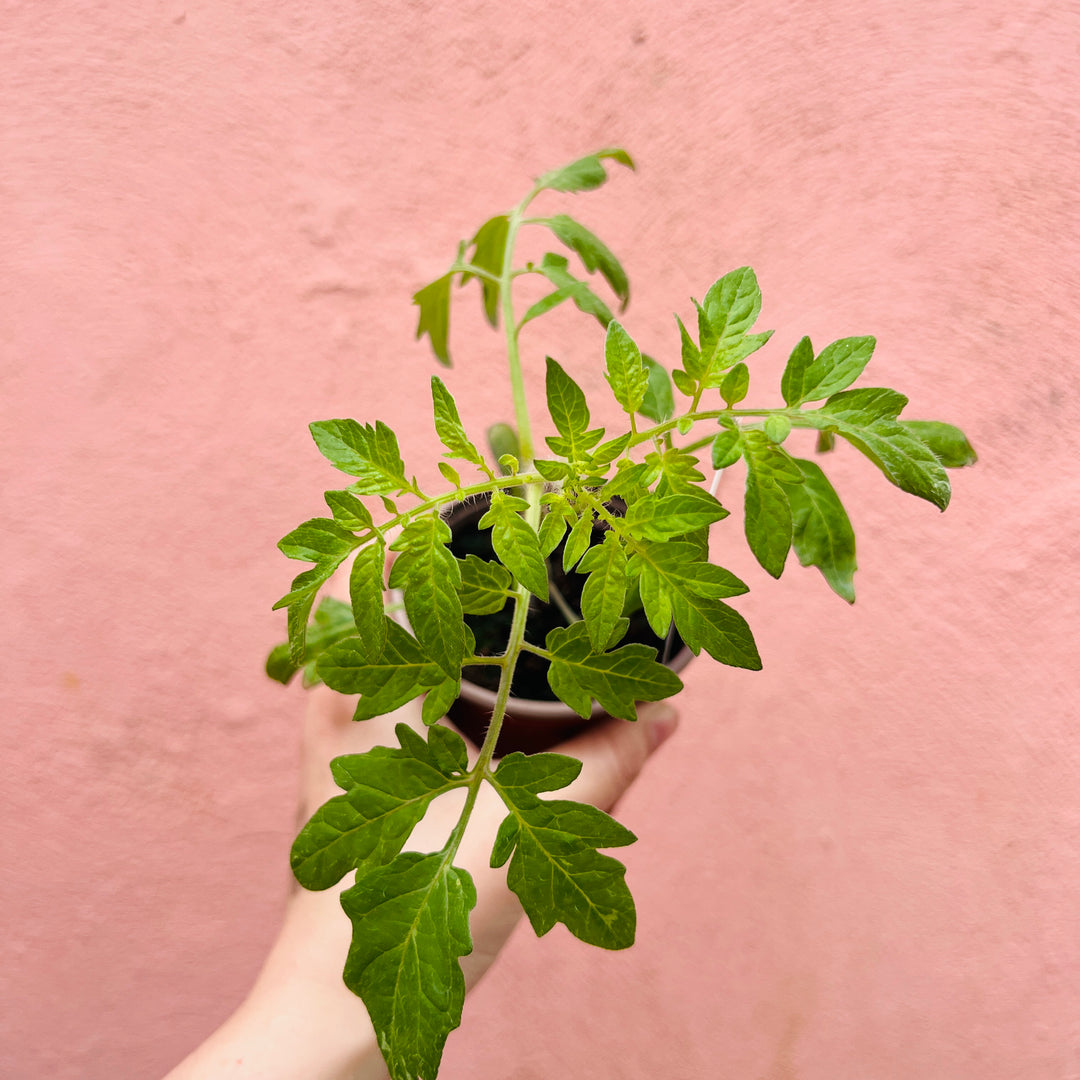 Tomato Plant Lucky Dip – Easy Grow Edible Summer Favourite