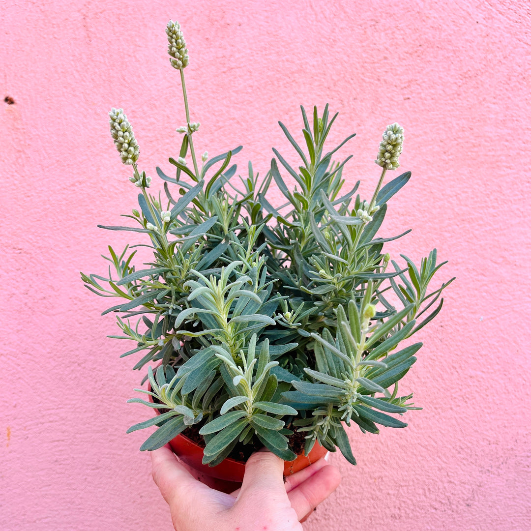Lavandula angustifolia 'Ellagance Ice' – English Lavender