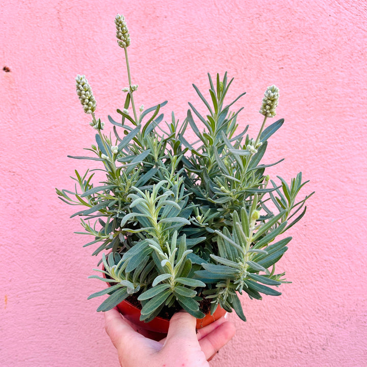 Lavandula angustifolia 'Ellagance Ice' – English Lavender