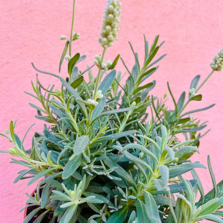 Lavandula angustifolia 'Ellagance Ice' – English Lavender