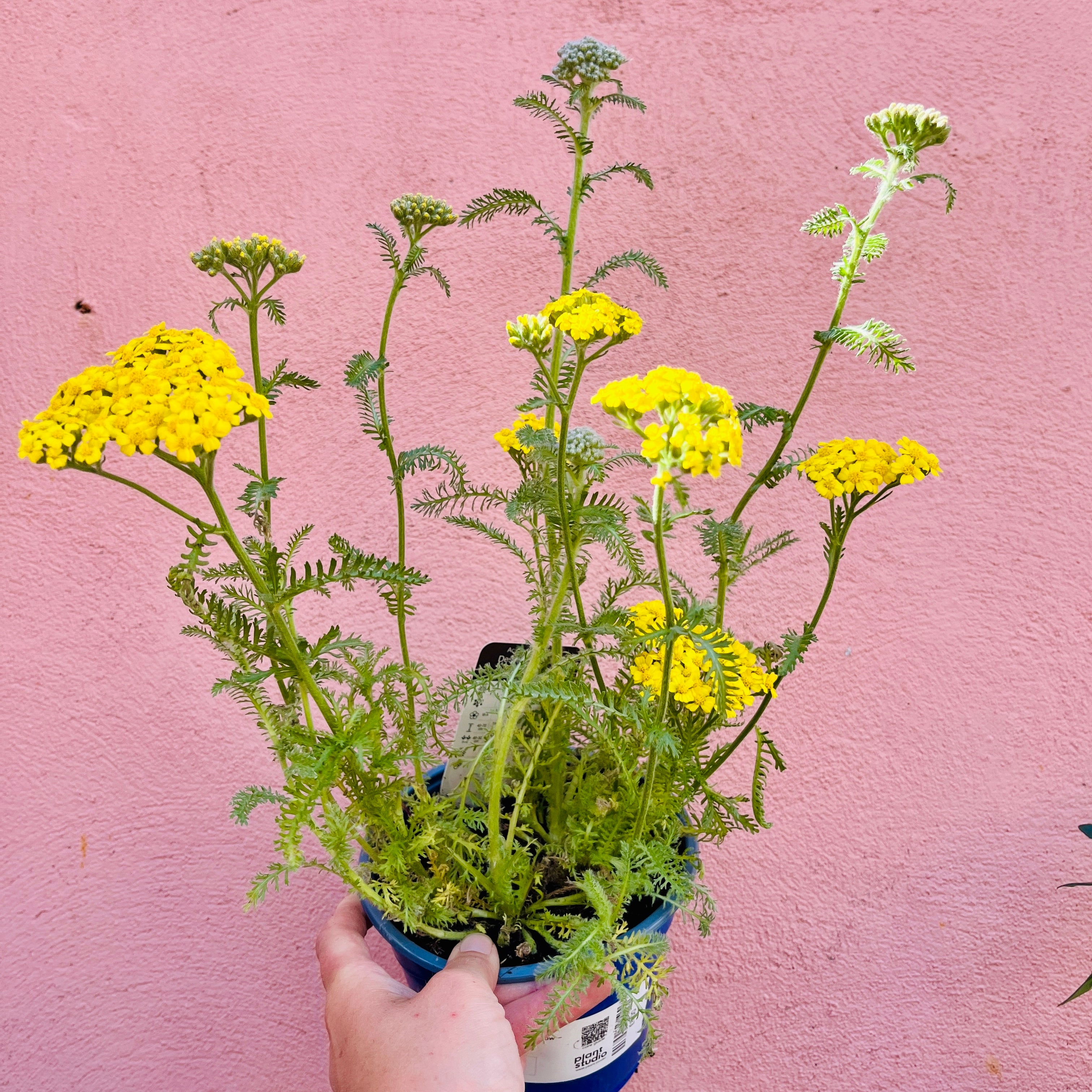 Outdoor plants