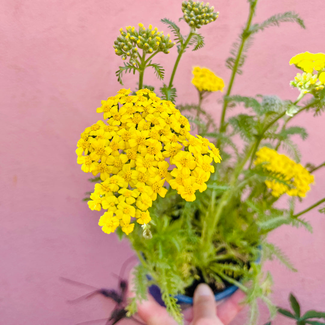 Achillea millefolium Yellow – Yarrow