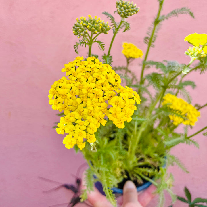 Achillea millefolium Yellow – Yarrow