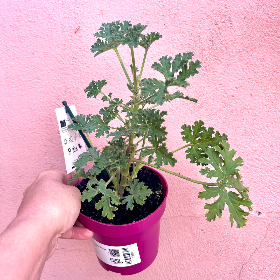 Pelargonium graveolens (isko lemon)