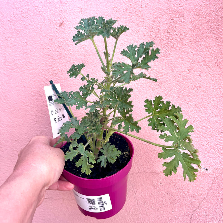 Pelargonium graveolens (isko lemon)