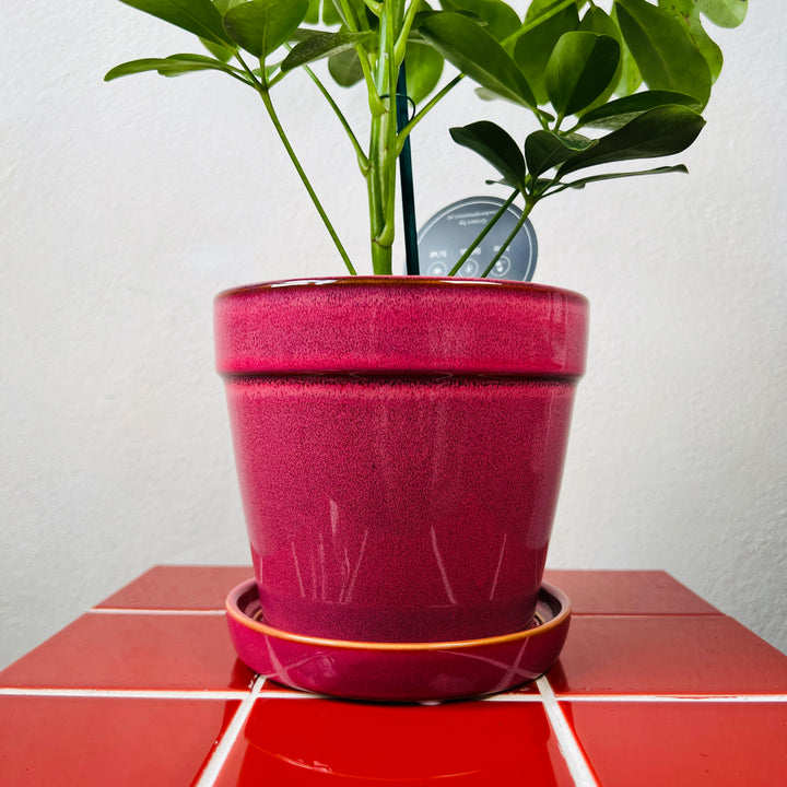 Clint With Saucer pot - pink or white