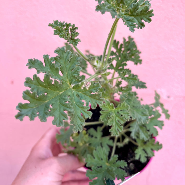 Pelargonium graveolens (isko lemon)