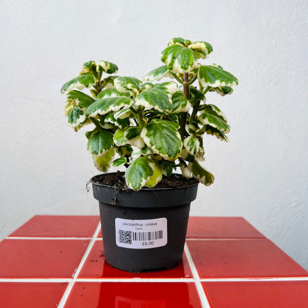 Plectranthus - Coleus madagascariensis 'Variegated Mintleaf'