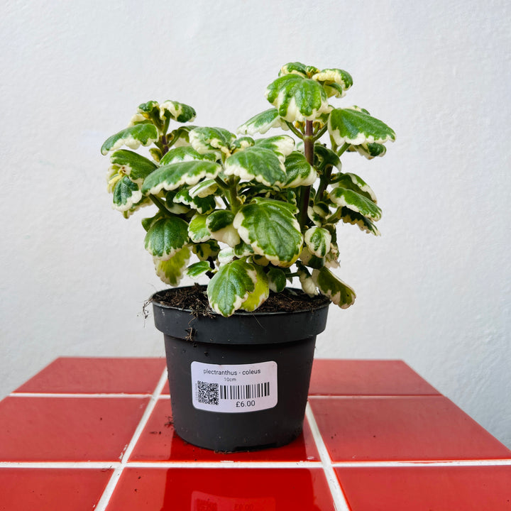 Plectranthus - Coleus madagascariensis 'Variegated Mintleaf'