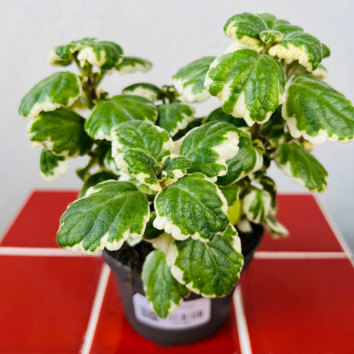 Plectranthus - Coleus madagascariensis 'Variegated Mintleaf'