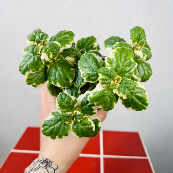 Plectranthus - Coleus madagascariensis 'Variegated Mintleaf'