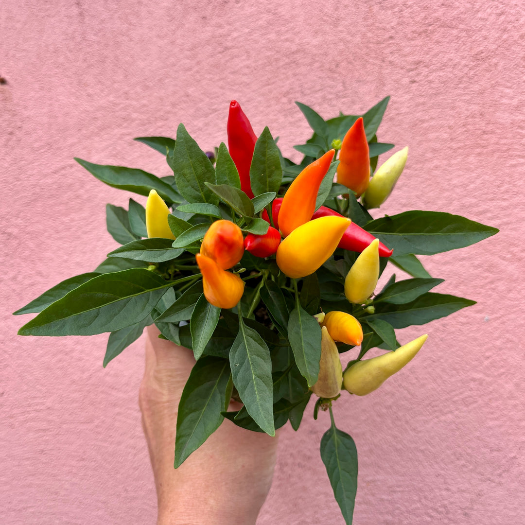 Capsicum annuum 'Joker' – Chilli Pepper Plant