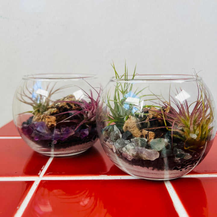 Plant.Studio Open-Air Plant Bowl Lucky Dip – Mini Indoor Garden