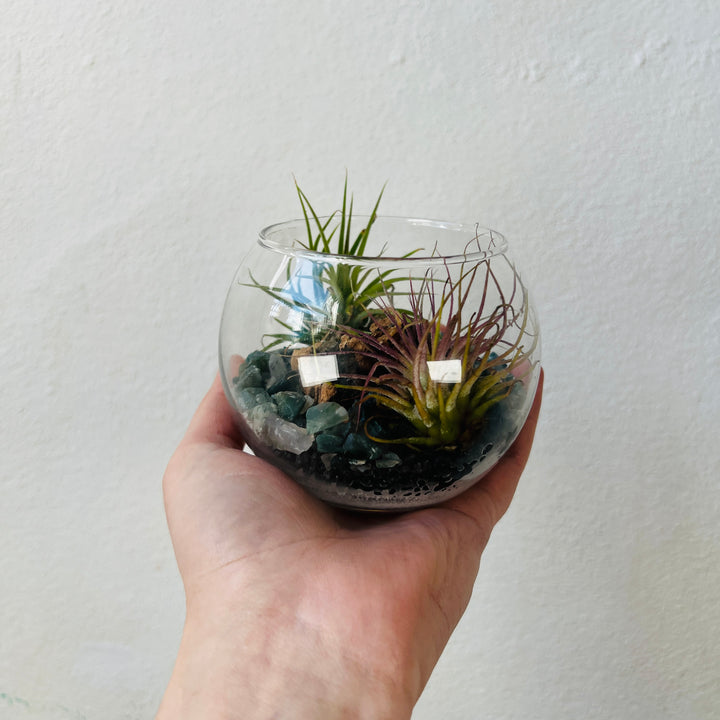 Plant.Studio Open-Air Plant Bowl Lucky Dip – Mini Indoor Garden