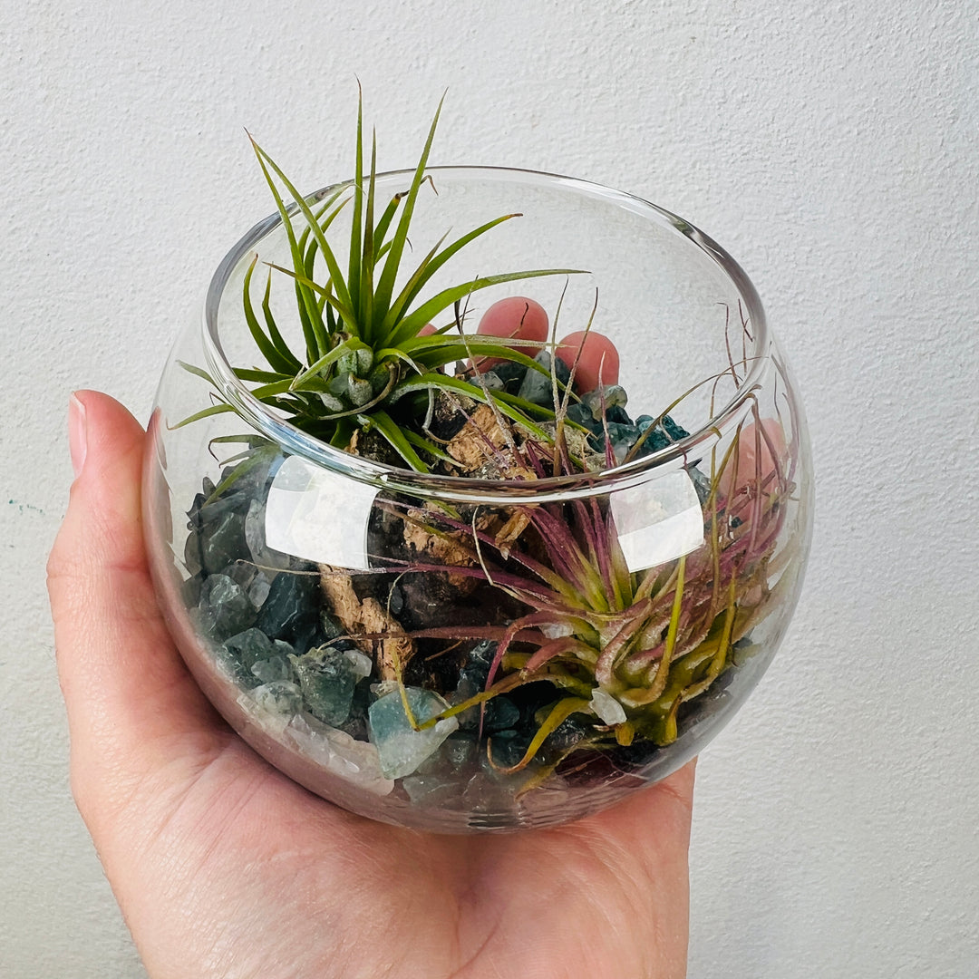 Plant.Studio Open-Air Plant Bowl Lucky Dip – Mini Indoor Garden