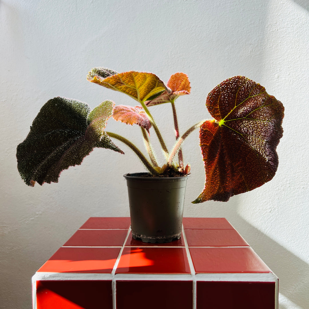 Begonia Masoniana River
