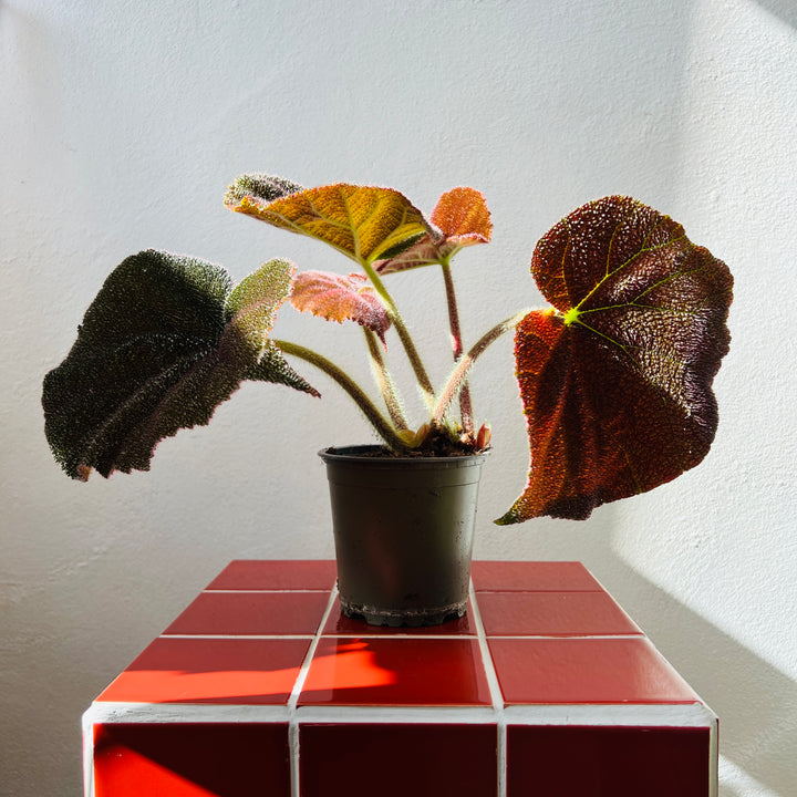Begonia Masoniana River