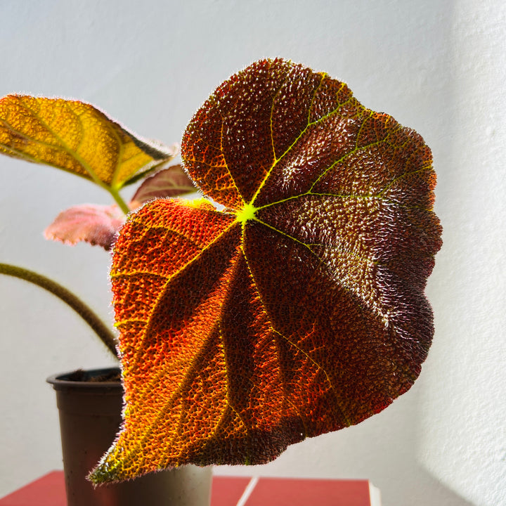 Begonia Masoniana River