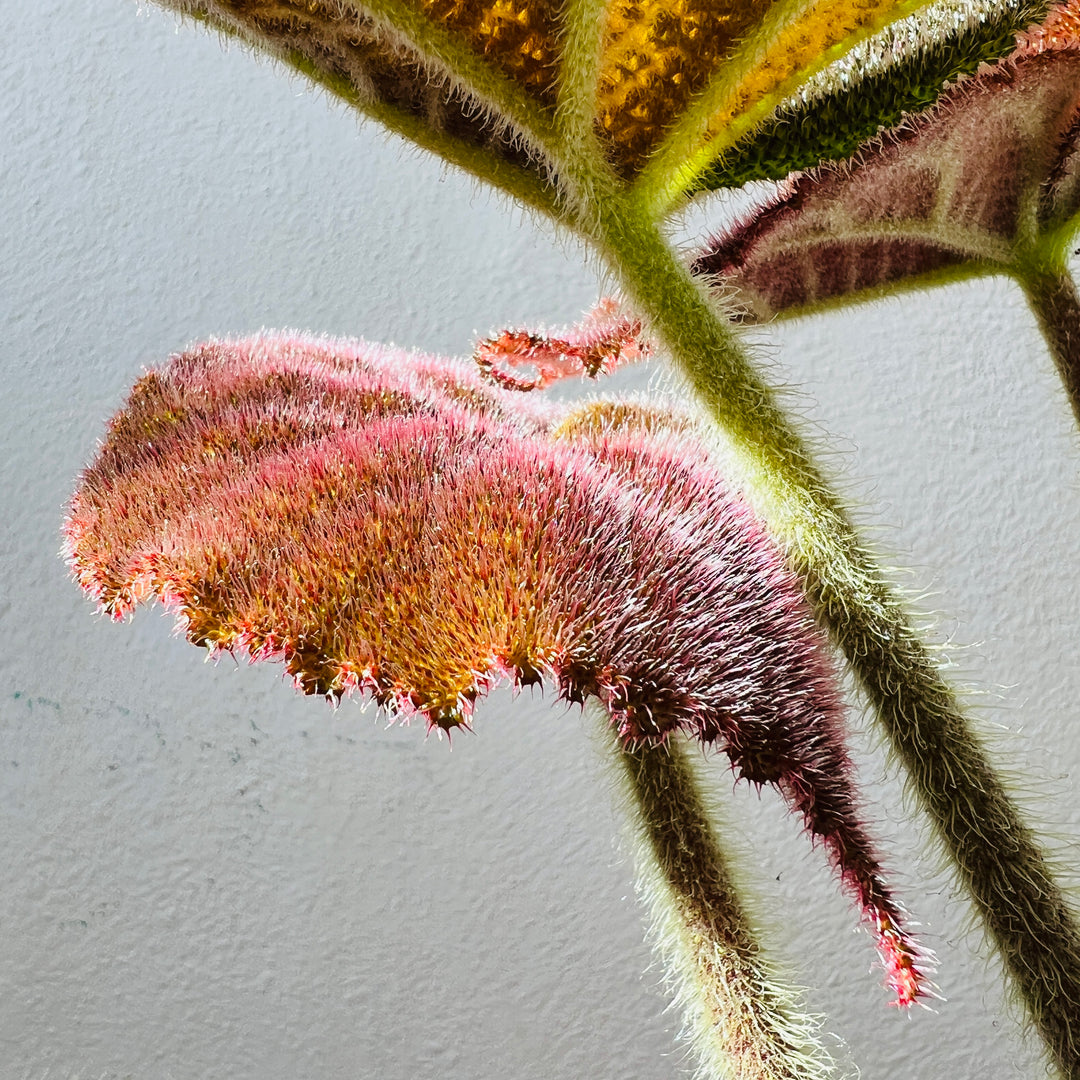 Begonia Masoniana River