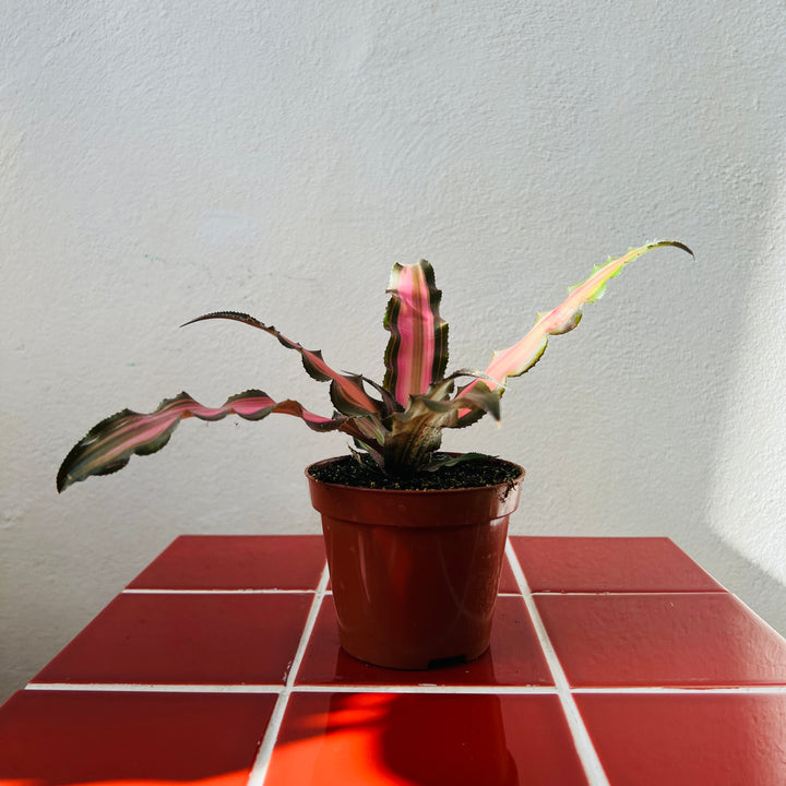 Cryptanthus ‘Ti’  – Earth Stars Bromeliad