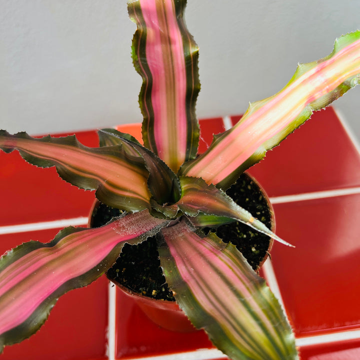 Cryptanthus ‘Ti’  – Earth Stars Bromeliad
