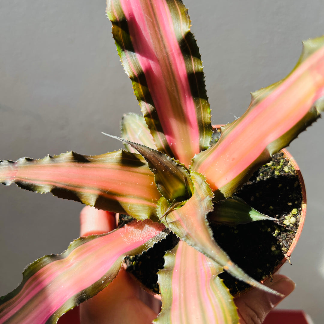 Cryptanthus ‘Ti’  – Earth Stars Bromeliad