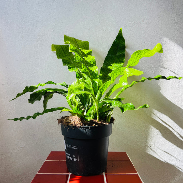 Microsorum Crocodyllus - Crocodile Fern