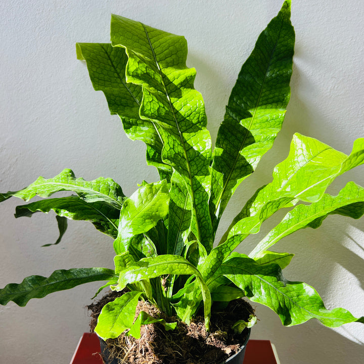 Microsorum Crocodyllus - Crocodile Fern