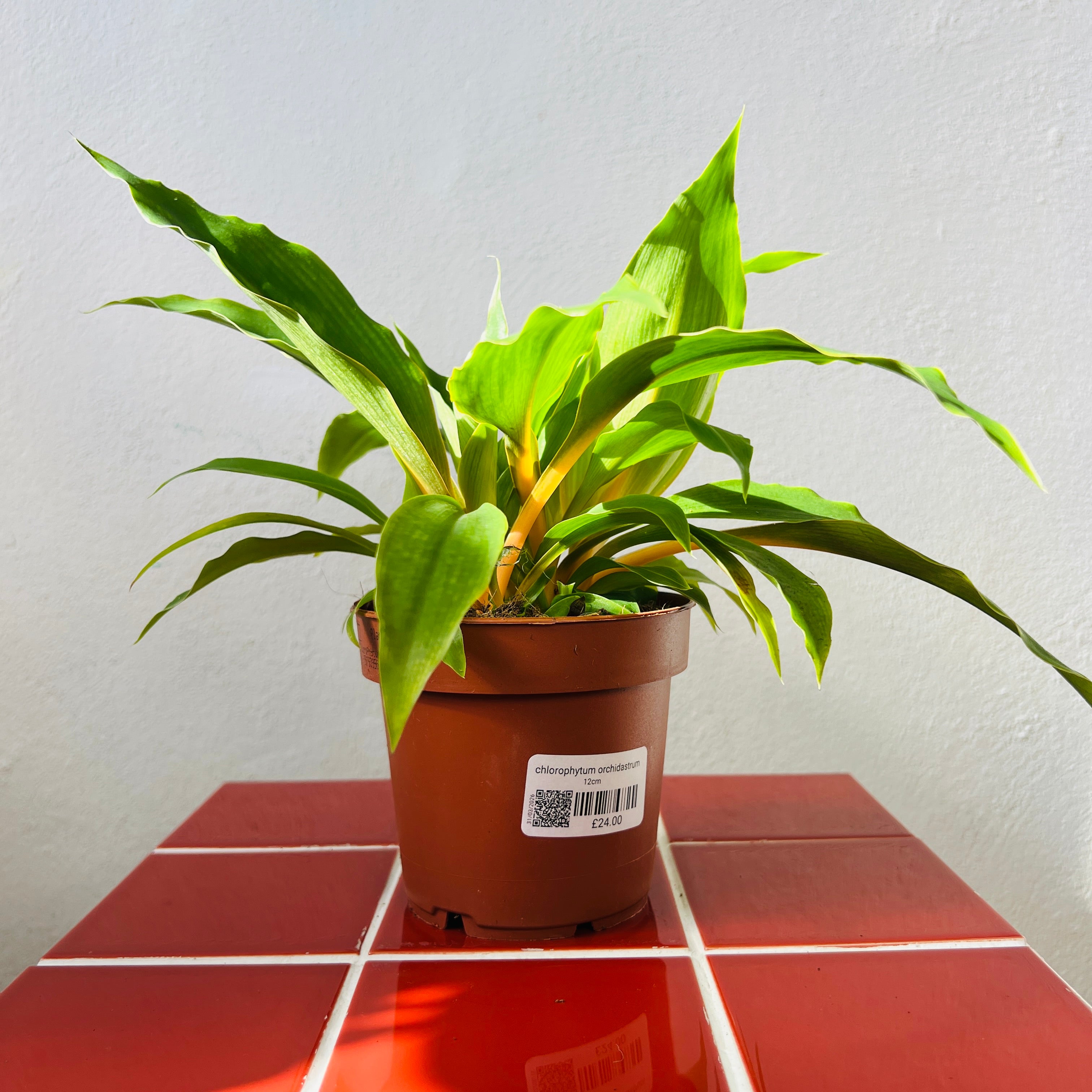 Houseplants