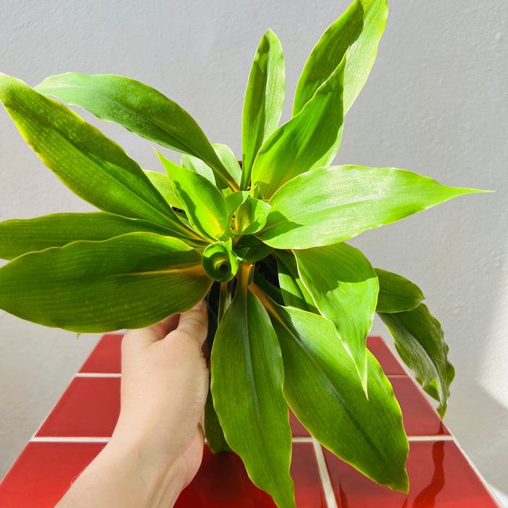 Chlorophytum Orchidastrum Green Orange - Spider plant