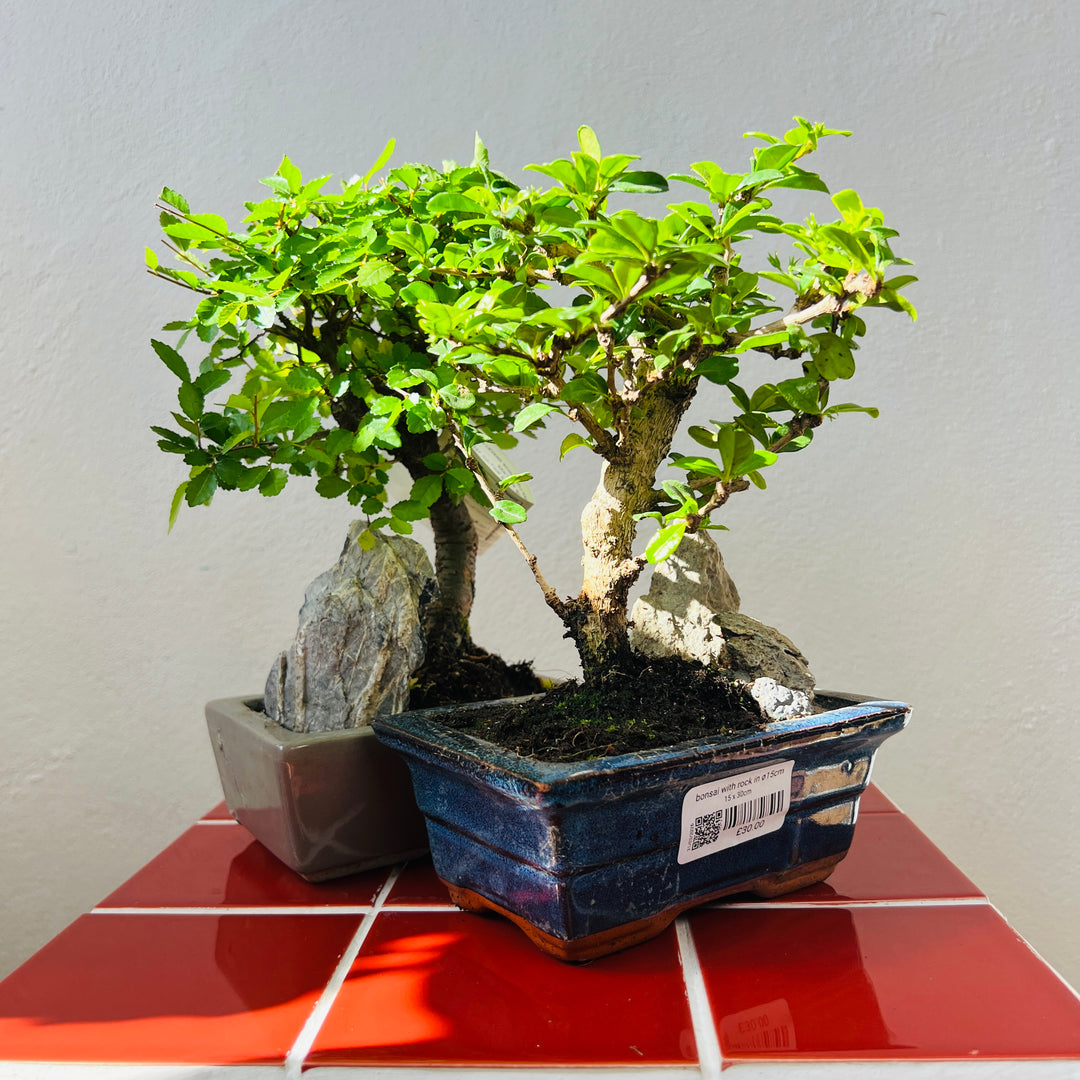 Bonsai with Rock In Ø15cm Ceramic