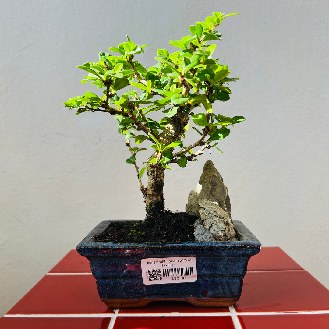 Bonsai with Rock In Ø15cm Ceramic