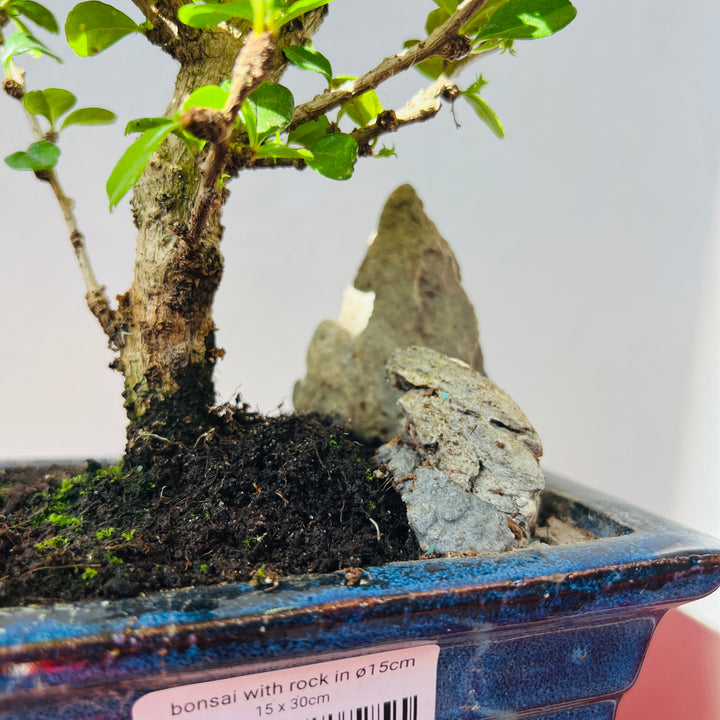 Bonsai with Rock In Ø15cm Ceramic