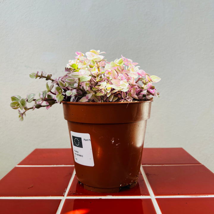 Callisia repens ‘Rosato’ - Pink Lady