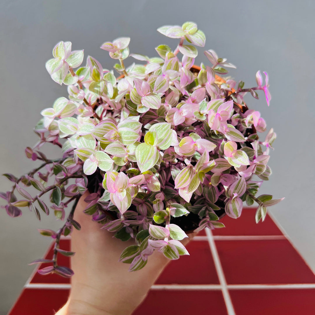 Callisia repens ‘Rosato’ - Pink Lady