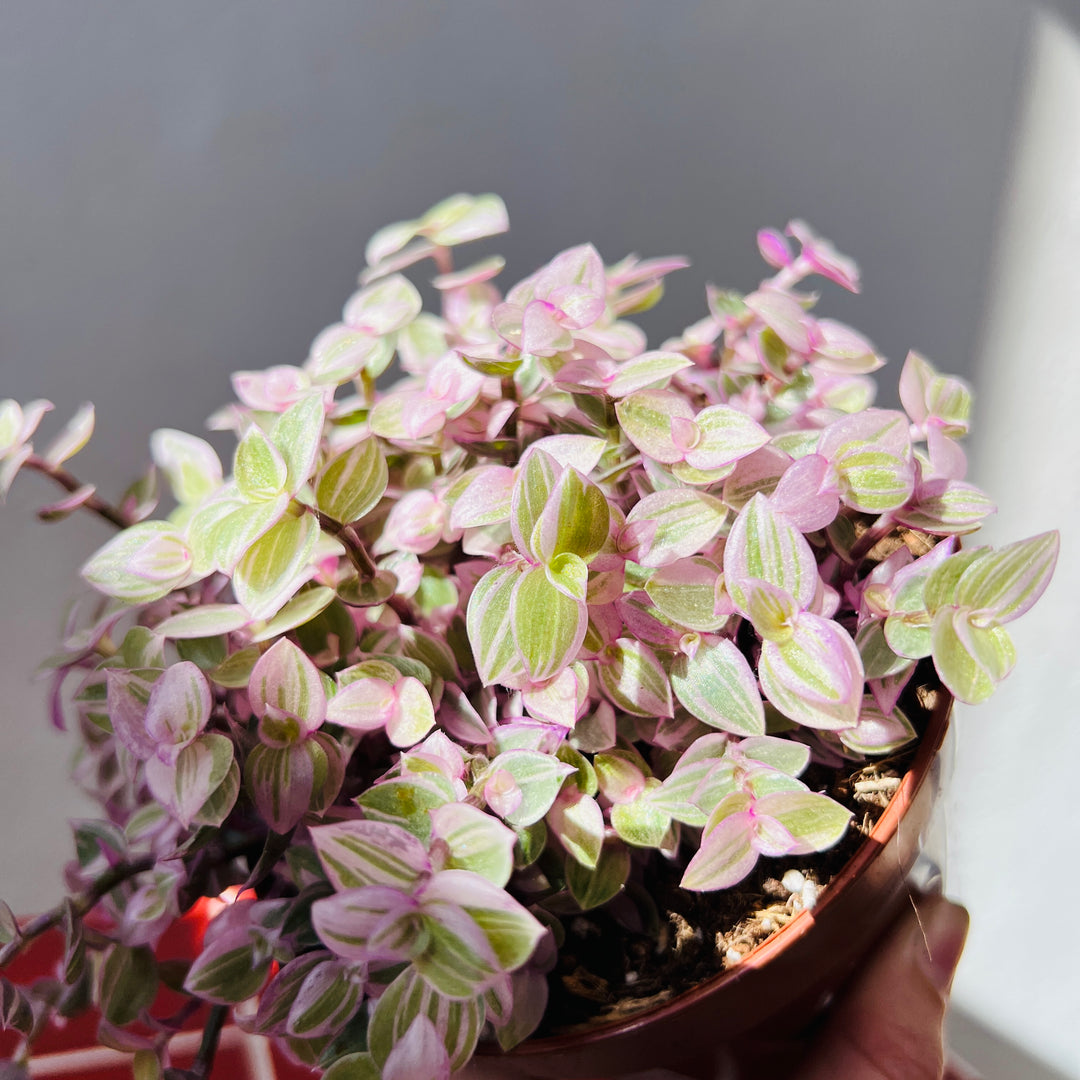 Callisia repens ‘Rosato’ - Pink Lady
