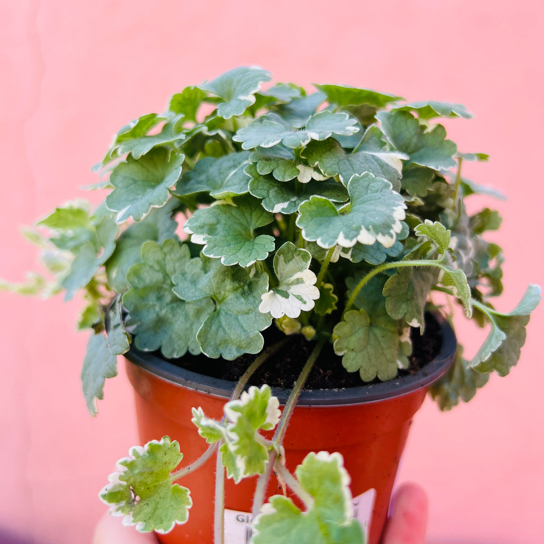 Nepeta hederacea ‘Variegata’ -Variegated Ground Ivy