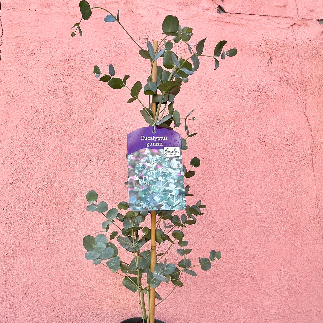Eucalyptus Gunnii