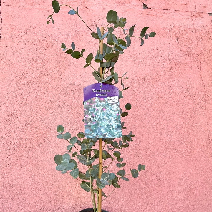 Eucalyptus Gunnii