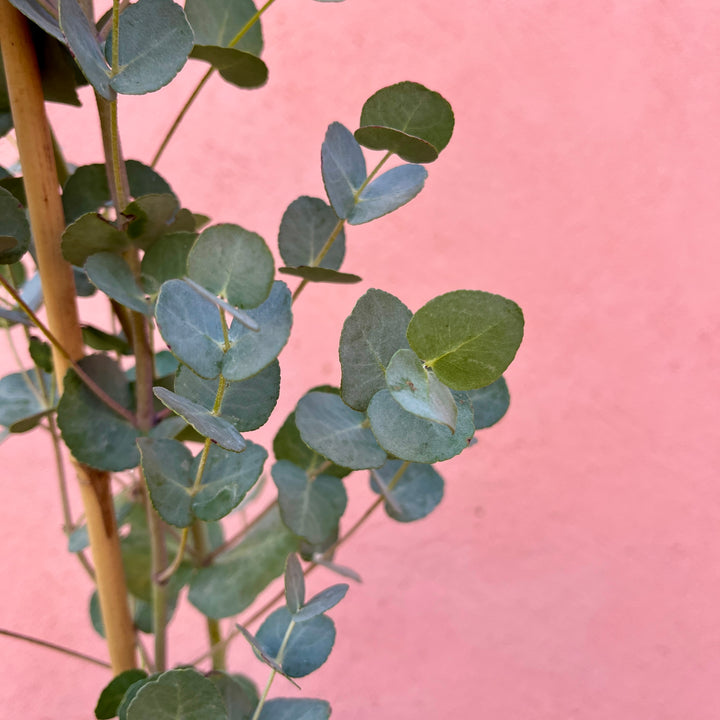 Eucalyptus Gunnii