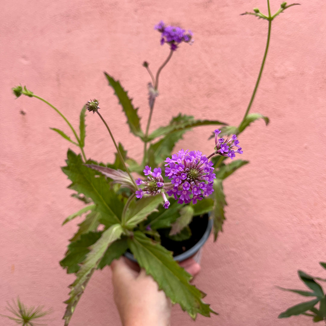 Verbena rigida - slender vervain