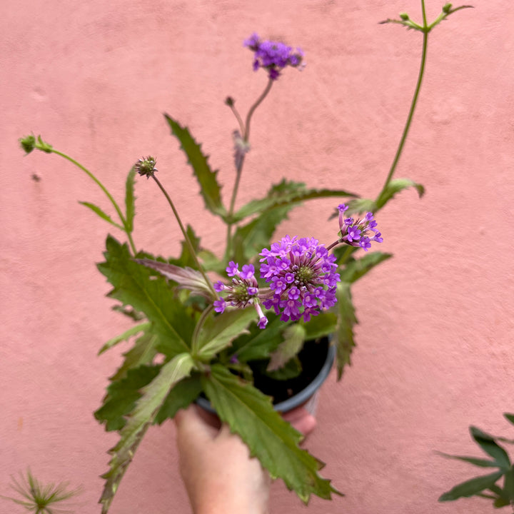 Verbena rigida - slender vervain