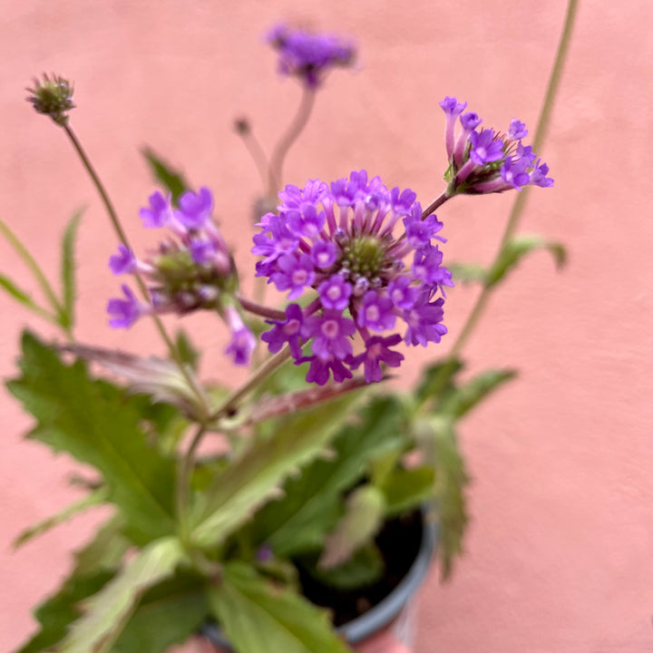 Verbena rigida - slender vervain