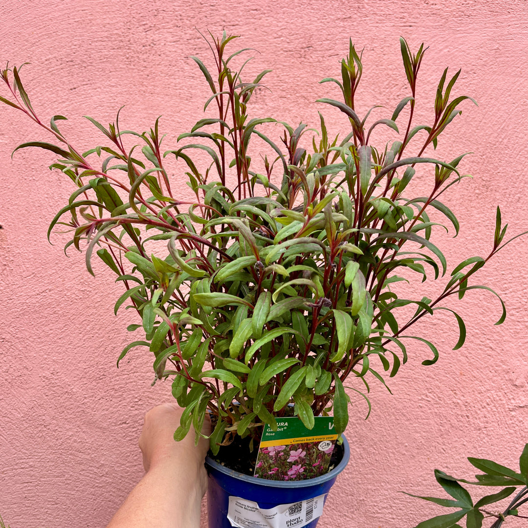 Gaura lindheimeri 'Gambit Rose Bicolor' - UK Grown