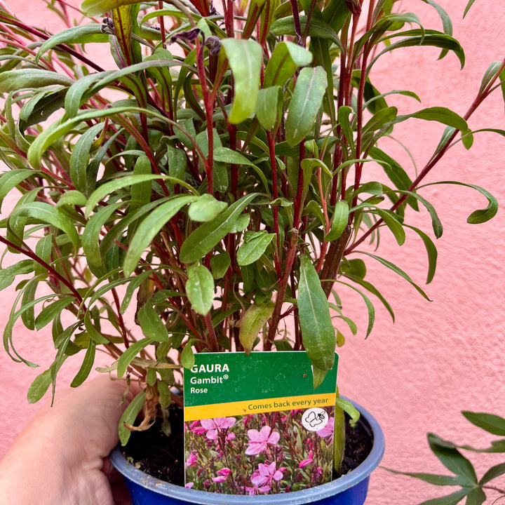 Gaura lindheimeri 'Gambit Rose Bicolor' - UK Grown