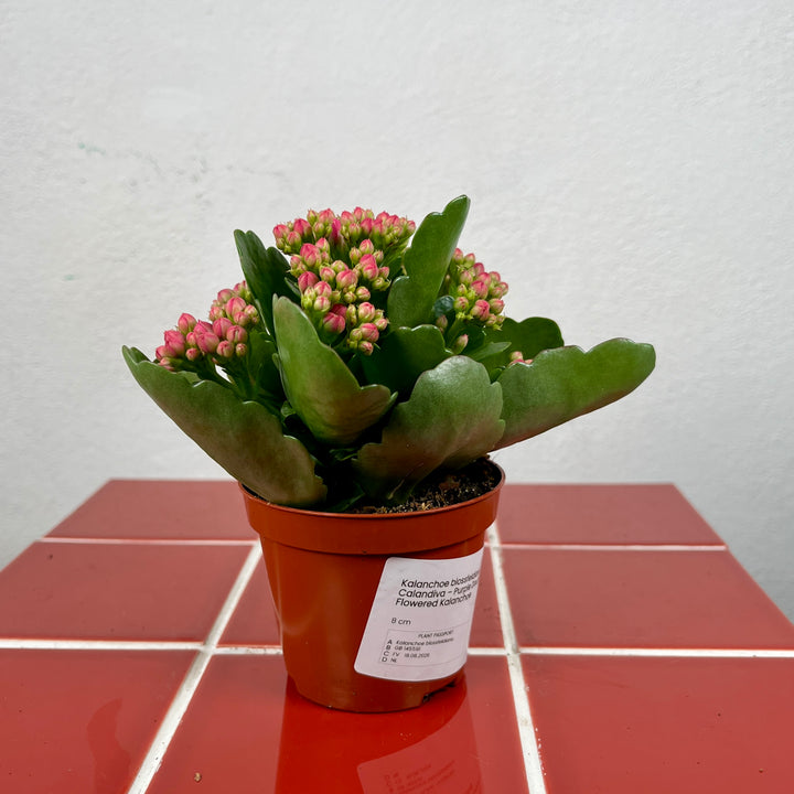 Kalanchoe blossfeldiana Calandiva – Purple Double-Flowered Kalanchoe
