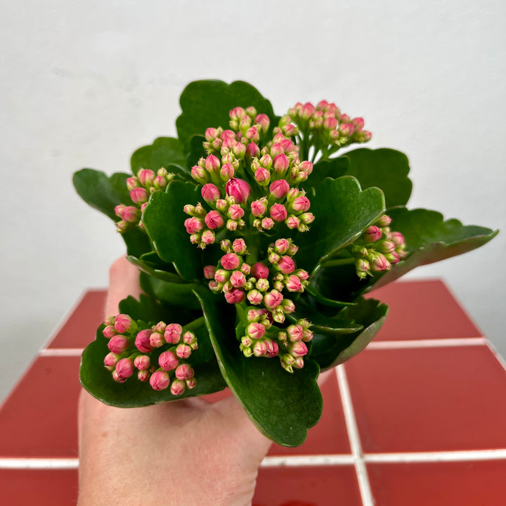 Kalanchoe blossfeldiana Calandiva – Purple Double-Flowered Kalanchoe