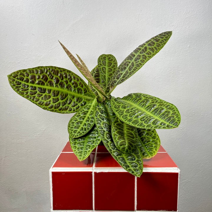 Labisia obtusifolia ‘Kura Kura’ – Turtle Back Plant