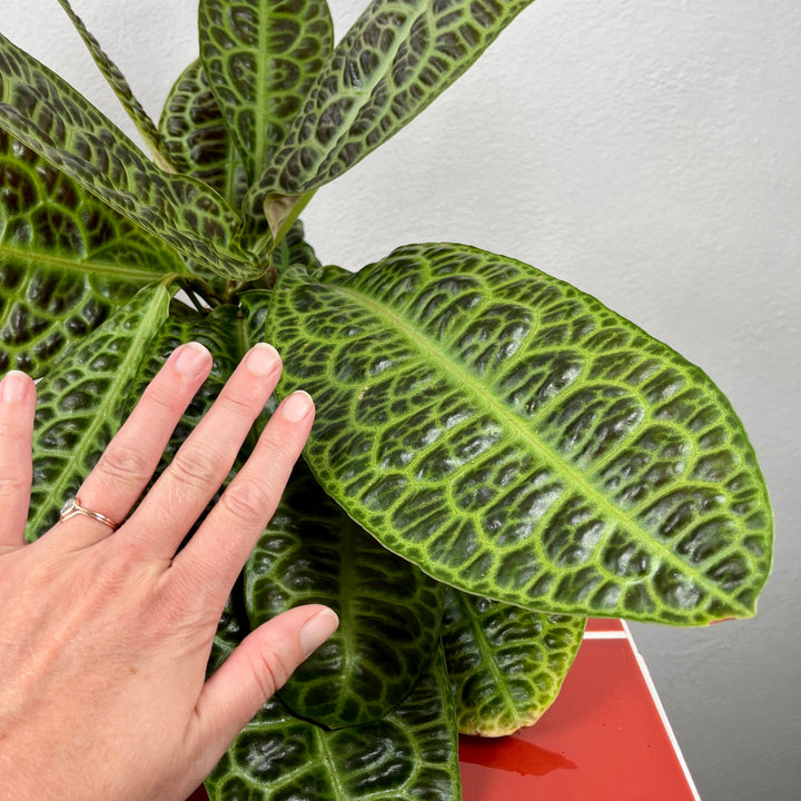 Labisia obtusifolia ‘Kura Kura’ – Turtle Back Plant