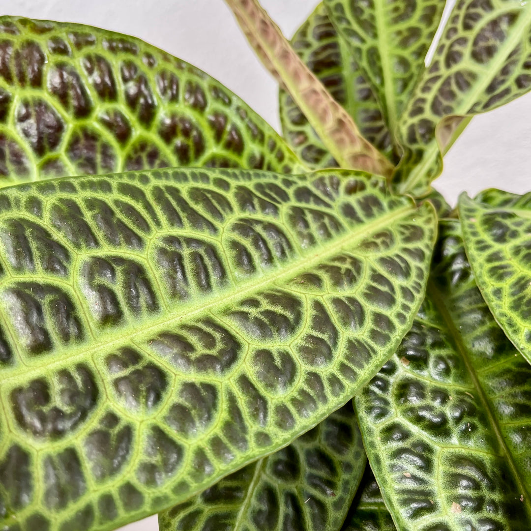 Labisia obtusifolia ‘Kura Kura’ – Turtle Back Plant